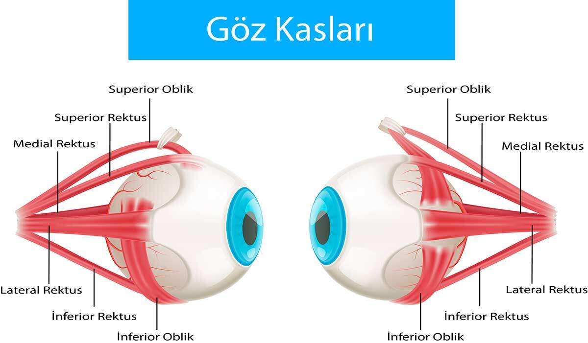 Göz Felci Nedir?