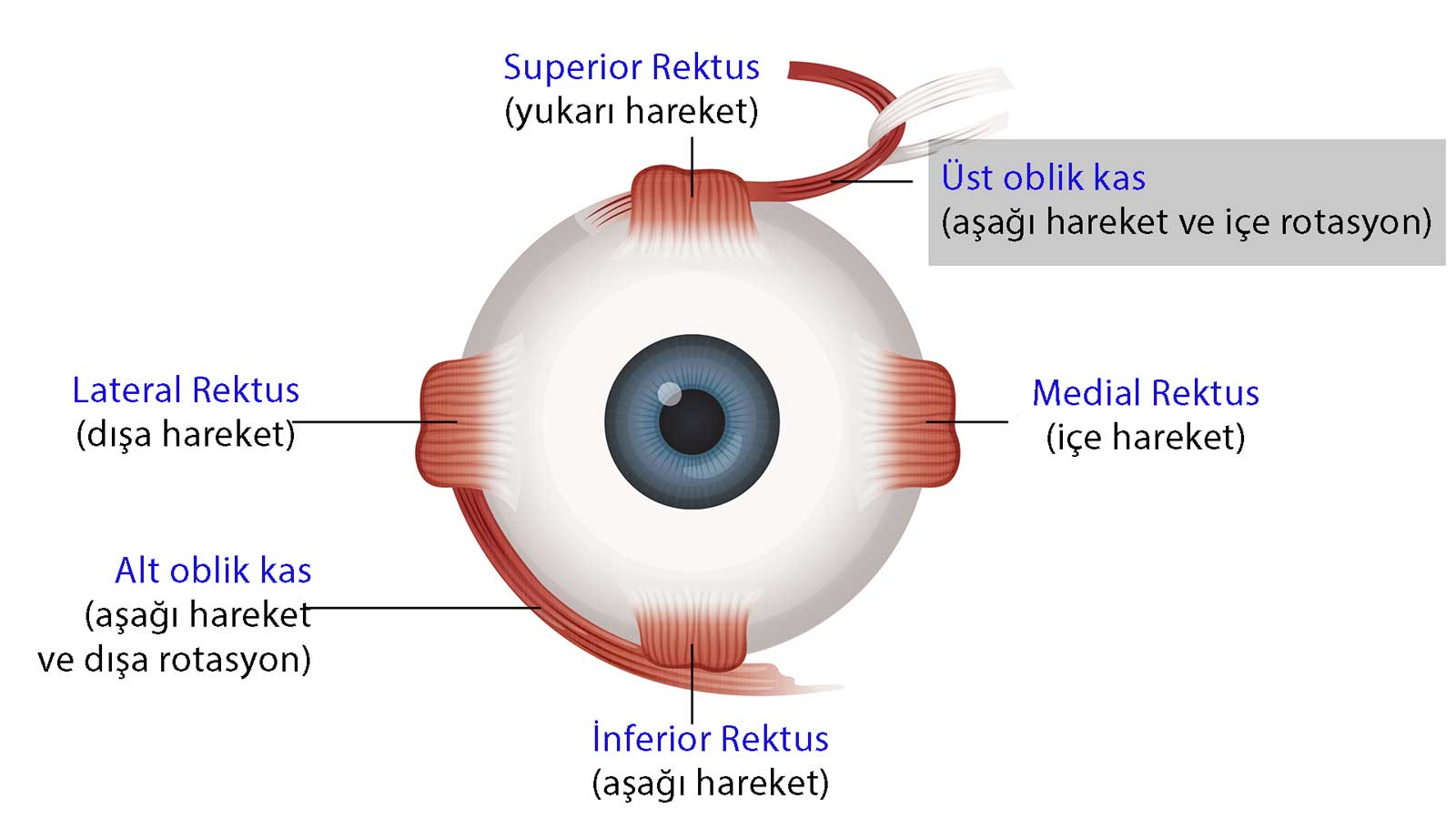 Brown Sendromu Nedir?