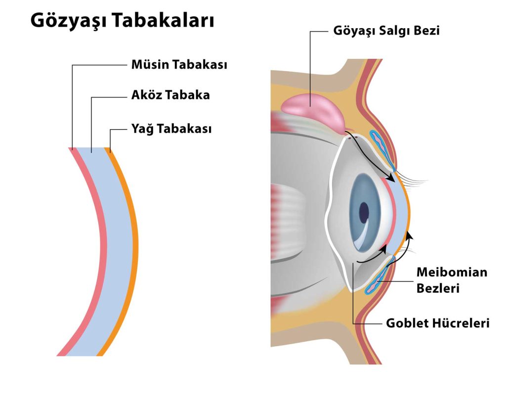 Gözyaşı Film Tabakaları