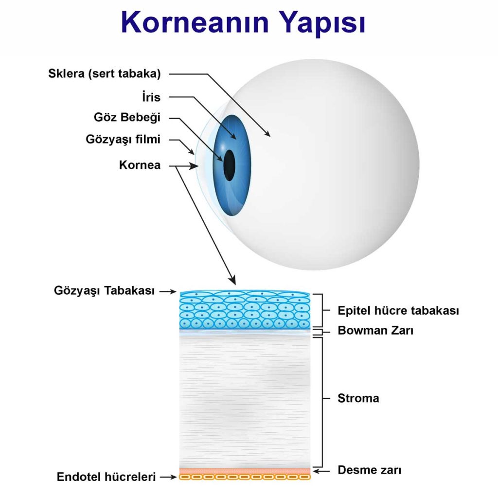 Korneanın Yapısı-İnce Kornea