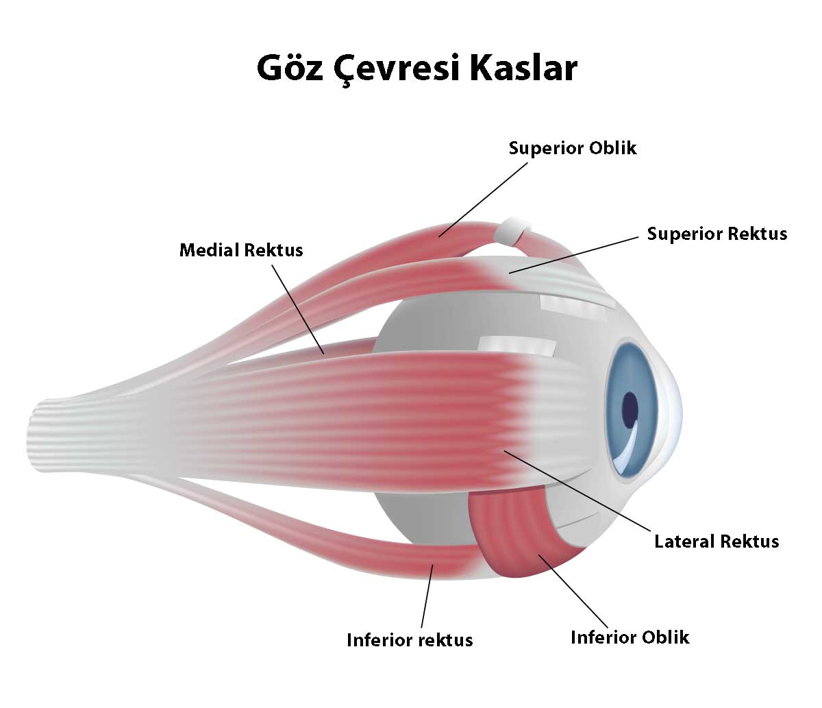 Nistagmus Nedir?