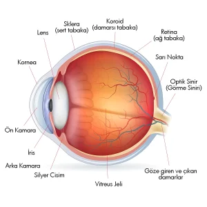 Gözün anatomik yapısını gösteren kesitsel şema: kornea, iris, lens, retina ve optik sinir