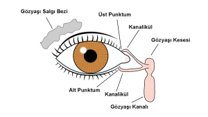 Gözyaşı drenaj sisteminde üst punktum, alt punktum, üst kanalikül, alt kanalikül, gözyaşı kesesi ve nazolakrimal kanalı gösteren şematik diyagram